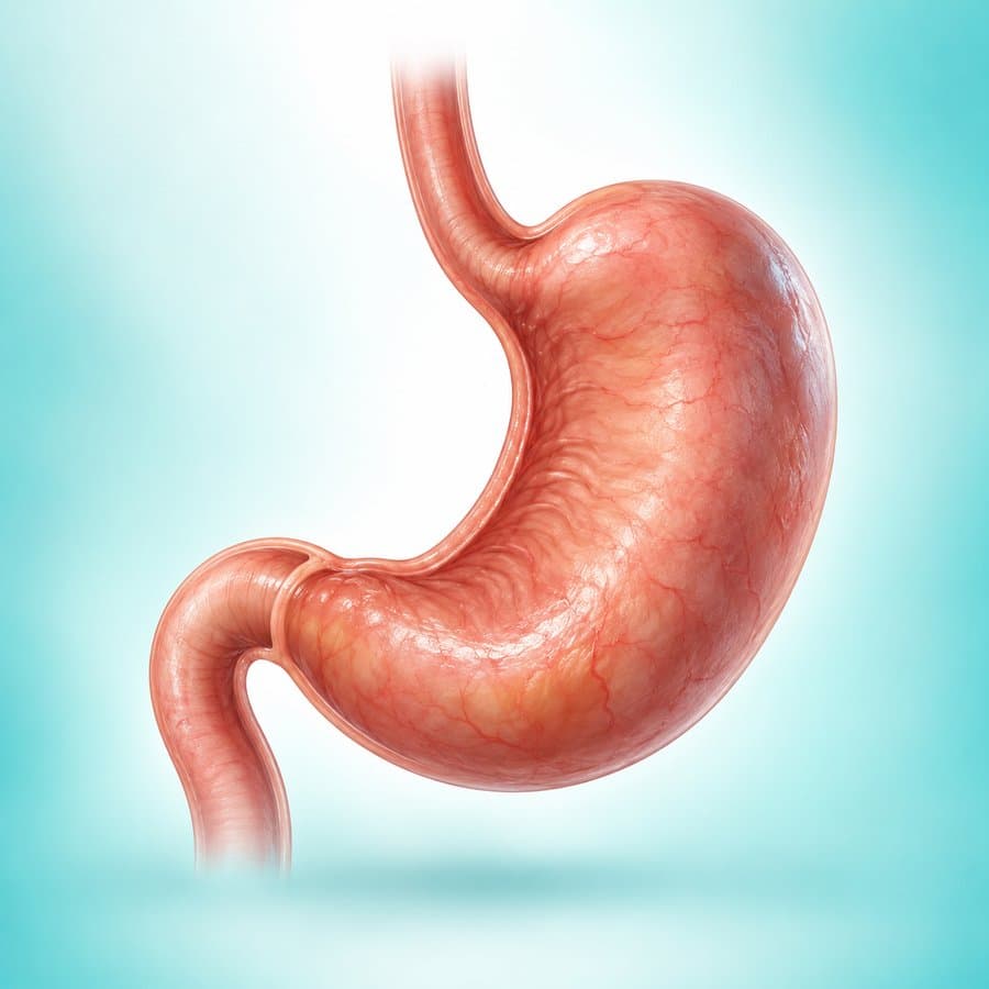 Anatomical illustration of the stomach and esophagus