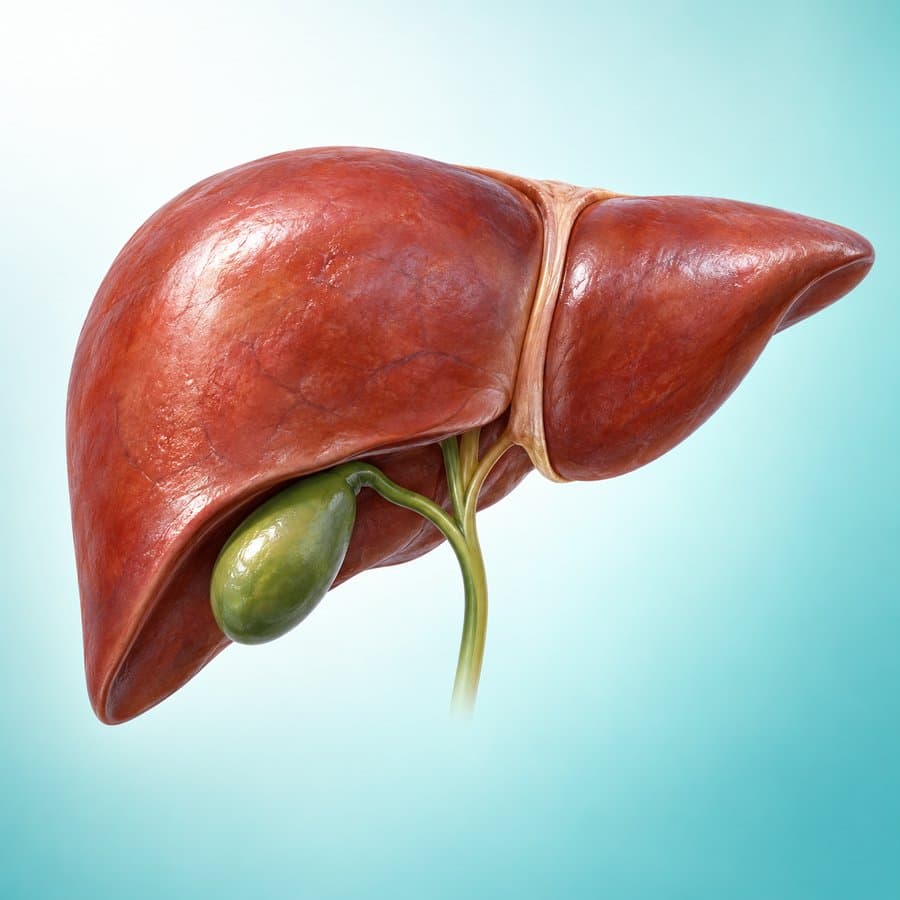 Anatomical illustration of the liver, gallbladder and bile ducts